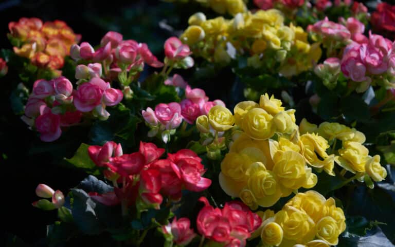 Begonias - variedades e cultivares