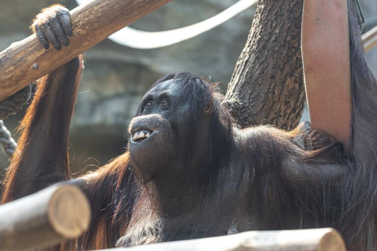 Un drôle de singe avec un drôle de sourire dans un zoo.