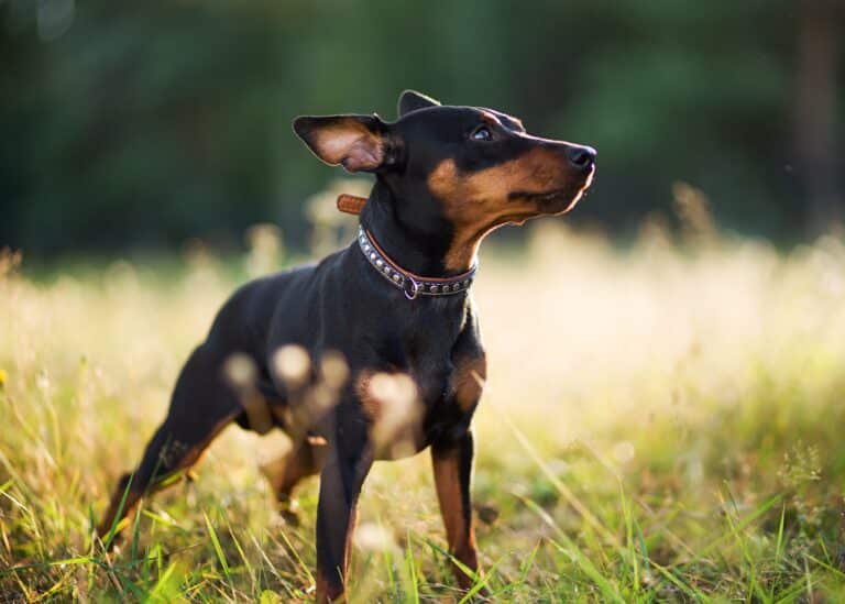Miniature Pinscher - what is worth knowing about this breed?