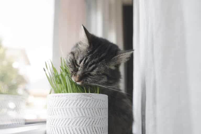 mielas katinas, valgantis šviežias katžolę vazonėlyje