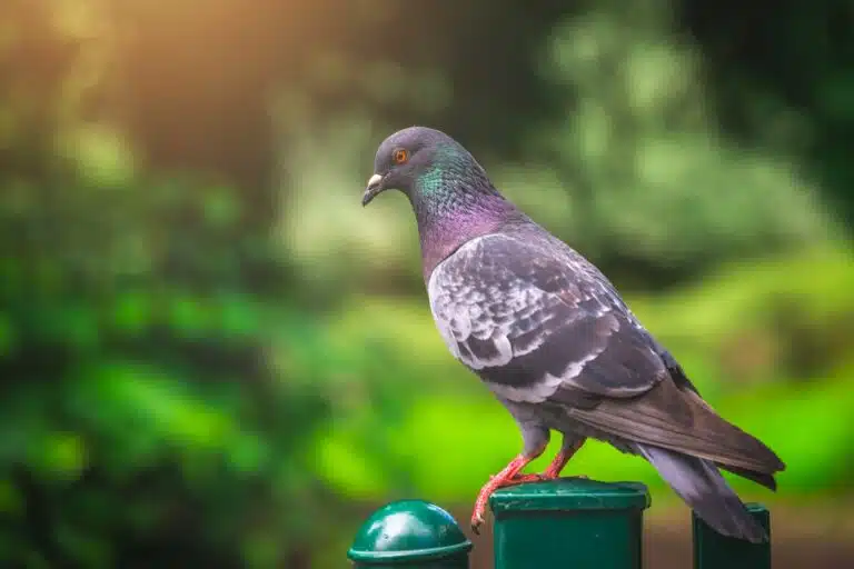 Pigeon sitting on a green fence